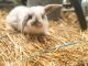 Mini Lop Rabbits for sale in Spokane, WA, USA. price: NA