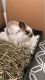 Mini Lop Rabbits for sale in Tallahassee, FL, USA. price: NA