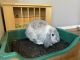 Mini Lop Rabbits for sale in Wichita, KS 67226, USA. price: NA