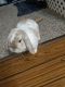 Mini Lop Rabbits for sale in Gresham, OR, USA. price: $150