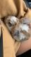 Mini Lop Rabbits for sale in Glendale Heights, IL, USA. price: $150