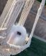 Mini Lop Rabbits for sale in Santa Susana, CA 93063, USA. price: NA