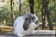 Mini Lop Rabbits for sale in Mankato, MN, USA. price: NA