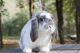 Mini Lop Rabbits for sale in Mankato, MN, USA. price: $30