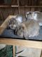 Mini Lop Rabbits for sale in Peaster, TX 76088, USA. price: NA