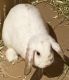 Mini Lop Rabbits for sale in 33503 Chatsworth Dr, Sterling Heights, MI 48312, USA. price: NA