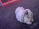 Mini Lop Rabbits for sale in 4405 Wolf Run Dr, Greensboro, NC 27406, USA. price: $100