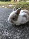 Mini Lop Rabbits for sale in Pensacola, FL, USA. price: $50