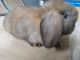 Mini Lop Rabbits for sale in Groesbeck, TX 76642, USA. price: $20