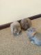 Mini Lop Rabbits for sale in 29 Prince St, Meriden, CT 06450, USA. price: NA