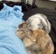 Mini Lop Rabbits for sale in Tallahassee, FL 32310, USA. price: $40