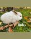 Mini Lop Rabbits for sale in Morgantown, PA 19543, USA. price: $100