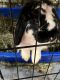 Mini Lop Rabbits for sale in 33503 Chatsworth Dr, Sterling Heights, MI 48312, USA. price: $40