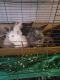 Mini Lop Rabbits for sale in Dallas, NC, USA. price: NA