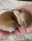 Mini Lop Rabbits for sale in Reading, PA, USA. price: $100