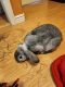 Mini Lop Rabbits for sale in Black Hawk, CO 80422, USA. price: $400