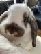 Mini Lop Rabbits for sale in Burnsville, MN, USA. price: $100