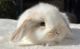 Mini Lop Rabbits for sale in Los Angeles, CA, USA. price: $150