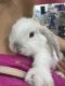 Mini Lop Rabbits for sale in Miami, FL, USA. price: $120