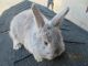 Mini Lop Rabbits for sale in Loysville, PA 17047, USA. price: $20