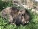 Mini Lop Rabbits for sale in Frazier Park, CA 93225, USA. price: $80