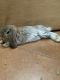 Mini Lop Rabbits for sale in Lancaster County, PA, USA. price: $15