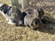 Mini Lop Rabbits for sale in Perham, MN 56573, USA. price: $25