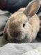 Mini Lop Rabbits for sale in Exton, PA 19341, USA. price: $100