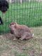 Mini Lop Rabbits for sale in Perham, MN 56573, USA. price: $40