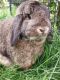 Mini Lop Rabbits for sale in Perham, MN 56573, USA. price: $60