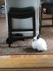 Mini Lop Rabbits for sale in Cherry Valley, Leicester, MA 01611, USA. price: $100