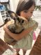 Mini Lop Rabbits for sale in Reading, PA, USA. price: $10