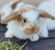 Mini Lop Rabbits