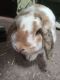 Mini Lop Rabbits for sale in Utica, MI 48315, USA. price: $30
