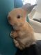 Mini Lop Rabbits for sale in Reading, PA, USA. price: $30