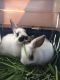 Mini Lop Rabbits for sale in Jamul, California. price: $50