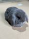 Mini Lop Rabbits for sale in Shreve, Ohio. price: $45
