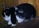 Mini Lop Rabbits for sale in Bellefontaine, OH 43311, USA. price: $20