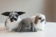 Mini Lop Rabbits for sale in Modesto, CA, USA. price: NA