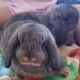 Mini Lop Rabbits for sale in Huntsburg, OH 44046, USA. price: $40