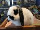 Mini Lop Rabbits for sale in Lake Orion, Orion Charter Township, MI 48362, USA. price: NA