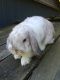 Mini Lop Rabbits for sale in Buchanan, MI 49107, USA. price: $25