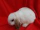 Mini Lop Rabbits for sale in Floral City, FL 34436, USA. price: $25