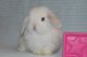 Mini Lop Rabbits for sale in Warsaw, NY 14569, USA. price: $75