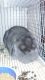 Mini Lop Rabbits for sale in Mays Landing, Hamilton Township, NJ 08330, USA. price: $30