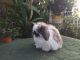 Mini Lop Rabbits for sale in Westminster, CA, USA. price: $220