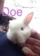 Mini Lop Rabbits for sale in 8500 TN-100, Jacks Creek, TN 38347, USA. price: NA
