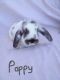 Mini Lop Rabbits for sale in Fivepointville, PA 17517, USA. price: NA