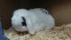 Mini Lop Rabbits for sale in Westport, MA, USA. price: NA
