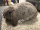 Mini Lop Rabbits for sale in Kent, CT 06757, USA. price: NA
